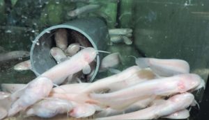 Albino Welse 7-10cm 10 St.EUR 55,50 frachtfrei
